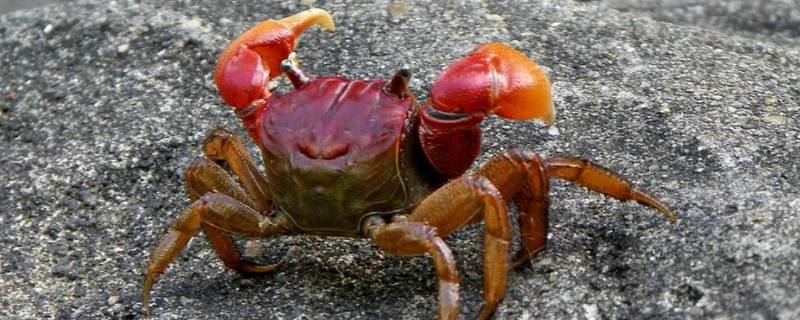 螃蟹与螃蜞的区别 螃蟹和螃蜞的区别
