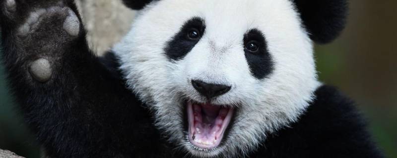 大熊猫国宝原因 大熊猫成为国宝的真正原因