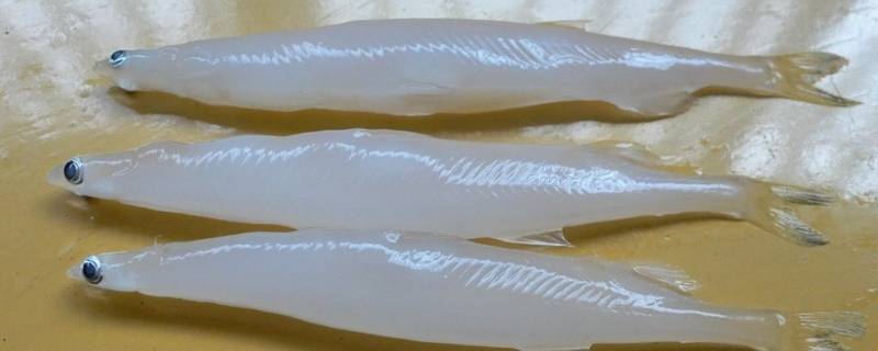 大银鱼的特点 银龙鱼的特点