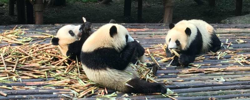 大熊猫如何吃竹子 大熊猫是怎样吃竹子的