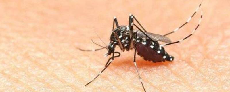 蚊子对生物链的影响 蚊子在生物链中起什么作用