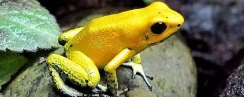 黄金箭毒蛙的特点 黄金箭毒蛙和蓝色箭毒蛙谁厉害