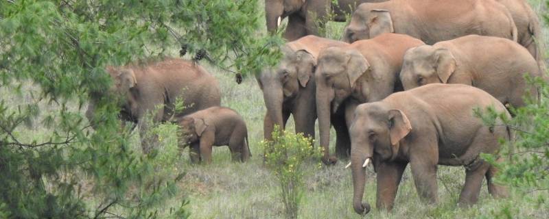 大象群居生活方式 大象群体生活