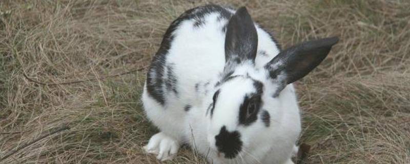 小白兔的特点 兔的特点