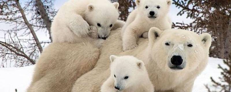 北极熊寿命（北极熊寿命一般多少年）