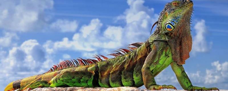 iguana是变色龙吗 iguana和变色龙一样吗