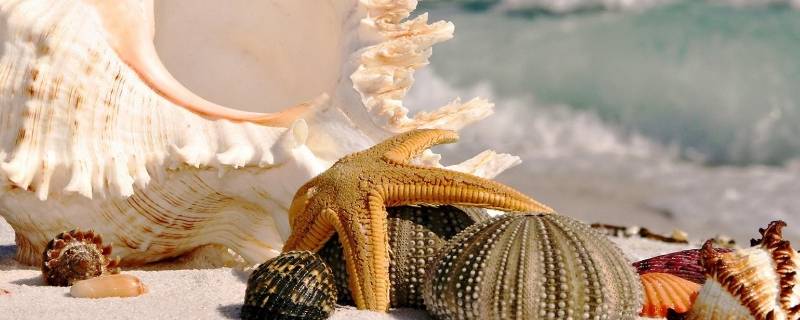 海螺品种图片 海螺品种