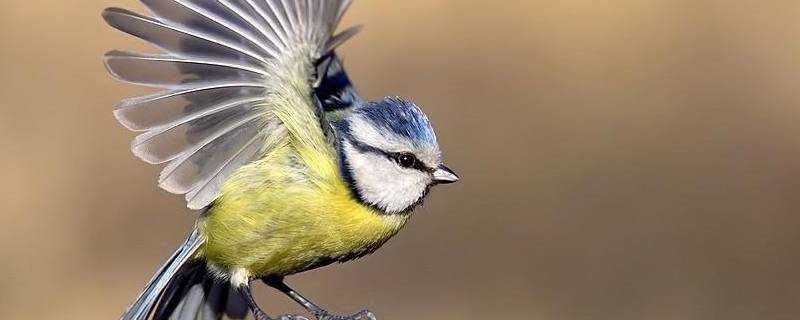 6条保护鸟类的标语 关于鸟类保护鸟的标语