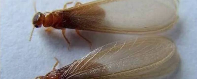 如何消灭水蚁 如何消除水蚁