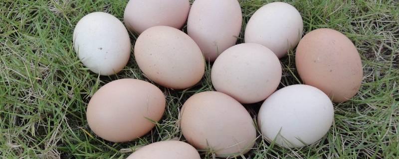鸡蛋能放多久不坏 夏天鸡蛋能放多久不坏