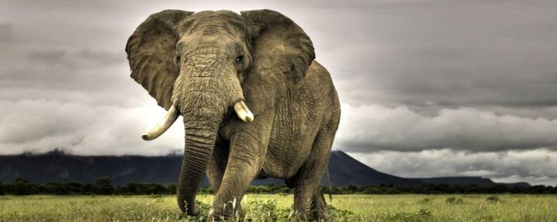 大象最喜欢吃三种水果 大象喜欢吃水果吗