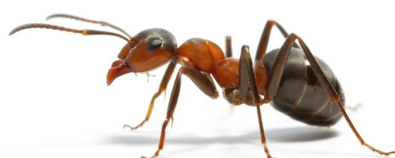 蚂蚁是否有辨别方向的能力（蚂蚁是否有辨别方向的能力用实验证明）