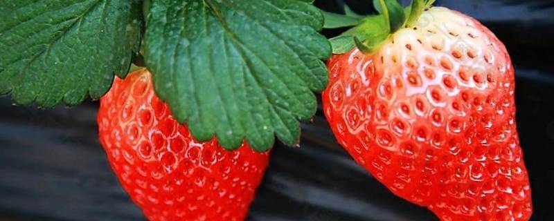 草莓季节是几月份吃（吃草莓的季节是几月份吃草莓怎么样）