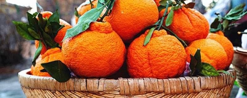 丑橘怎么挑选母的 丑橘有公母吗
