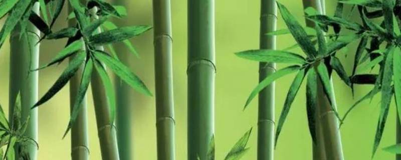 竹子的外形特征 竹子的外形特征生活环境及特点