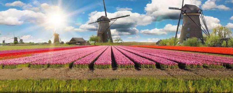 荷兰为什么是花之国 荷兰为什么是水之国