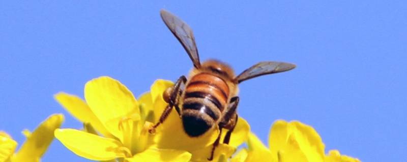 关于蜜蜂的宣传标语有哪些（关于蜜蜂的宣传标语怎么写）