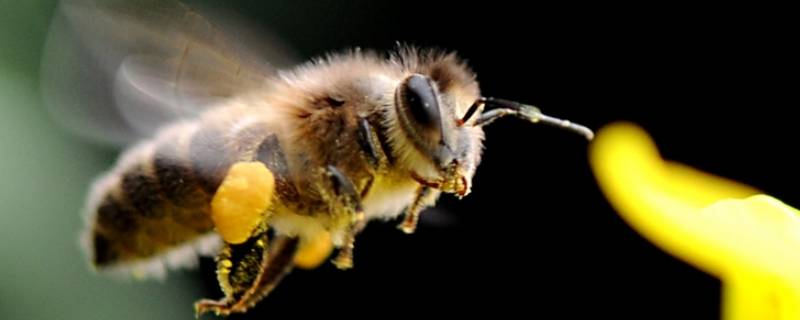 保护蜜蜂的广告宣传语 保护蜜蜂的广告宣传语图片