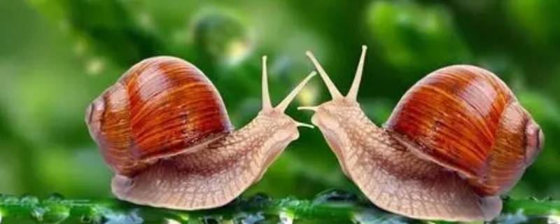 蜗牛不怕什么 蜗牛怕什么东西