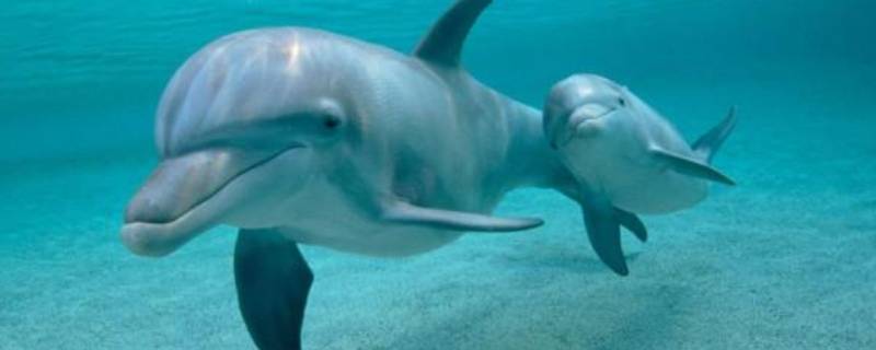 海豚的哺乳方式是什么 海豚的哺乳方式