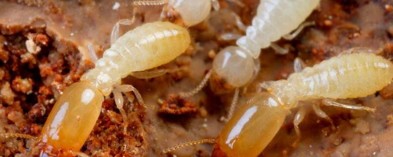 家里有大水蚁怎么处理（家里有水蚁怎么处理?）