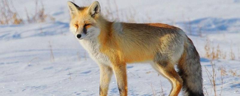 狐狸的寿命 狐狸的寿命只有十年,而鸟的寿命有七十年