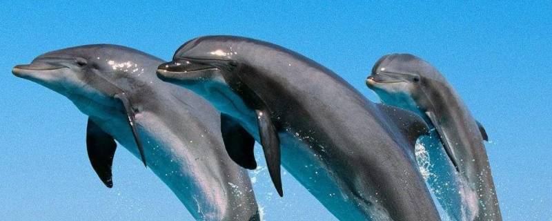 为什么鲨鱼怕海豚 为什么说海豚的微笑最恐怖