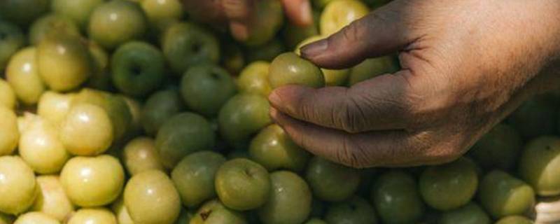 玉油柑是什么水果 油柑是什么水果?