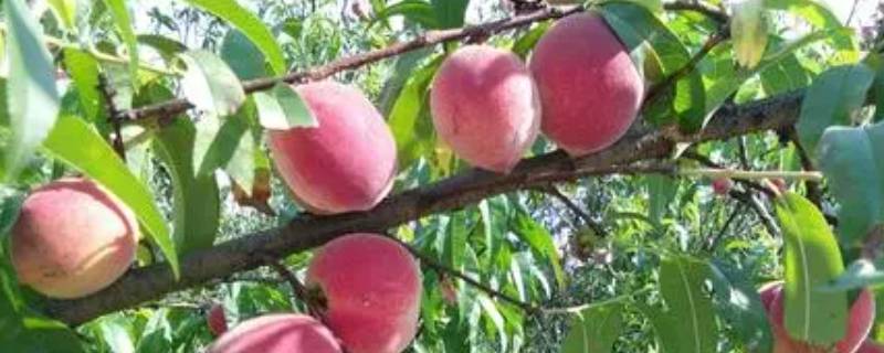 五月份成熟的桃子有哪些品种 五六月份熟的桃子是什么品种