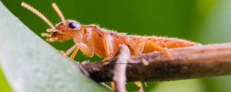 为什么大水蚁在下雨天才出现 为什么一下大雨就有大水蚁