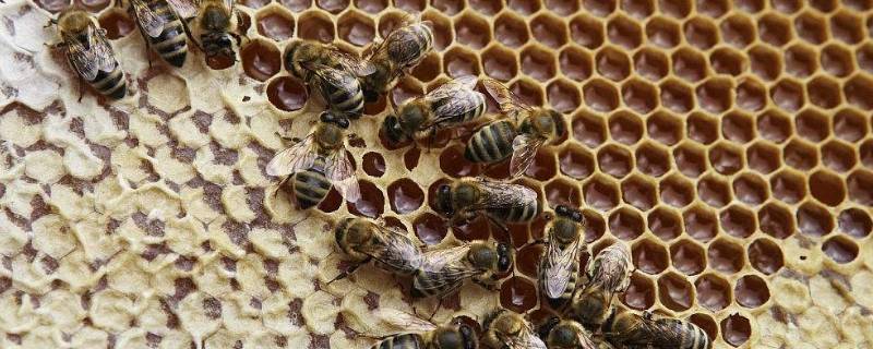 蜜蜂巢脾是什么东西 蜜脾在蜂巢的什么位置