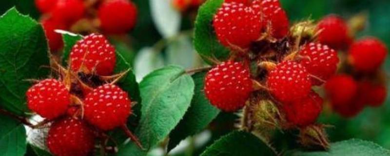 野生树莓可以吃吗 哪种树莓不能吃