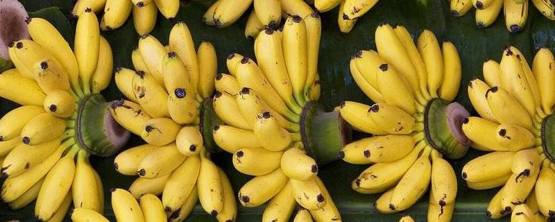 特别粗的香蕉是什么 短粗的香蕉是什么香蕉