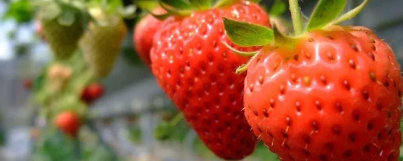 草莓是水果吗 草莓是水果吗权威答案