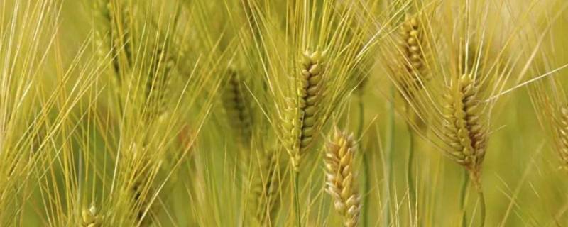 大麦一般用来做什么 大麦主要用来做什么