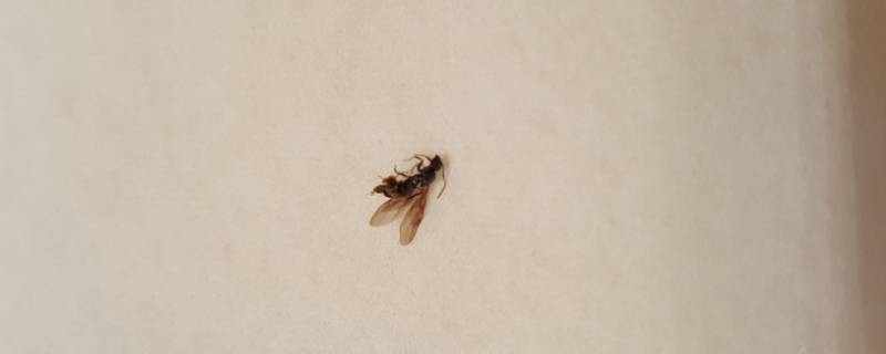 大水蚁怕蚊香吗（电蚊香对大水蚁有用吗）