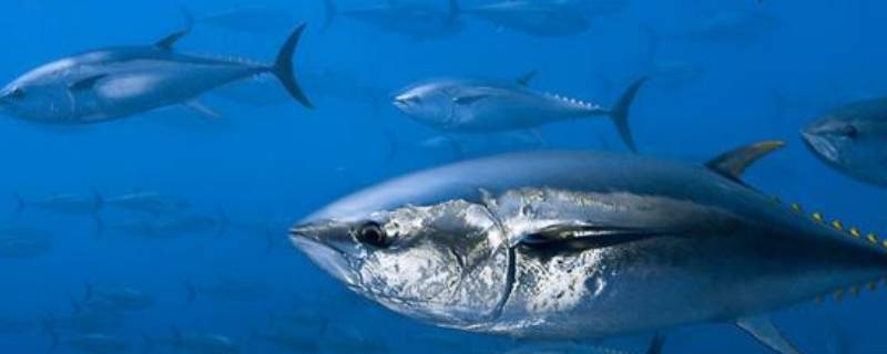 市场上买的哪些鱼是深海鱼 市场上卖的哪种鱼是深海鱼