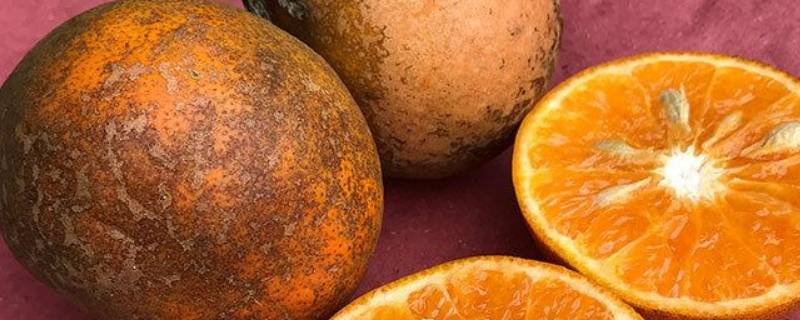 脏脏橙是什么水果（脏脏橙到底是啥）