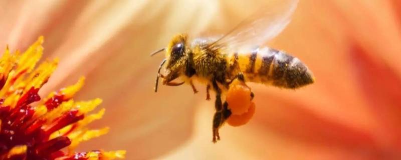 意蜂和中蜂有什么区别 中蜂和意蜂怎样区别