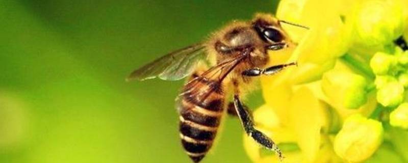 蜜蜂有什么本能（蜜蜂有什么本能找回家的路）