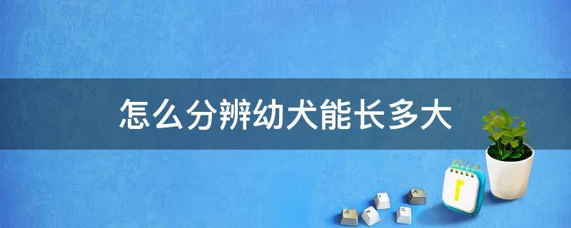 怎样判断幼犬有多大了 怎么分辨幼犬能长多大