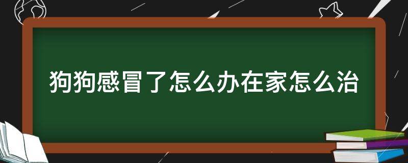 狗狗感冒了怎么办在家怎么治 狗狗感冒了在家怎么治疗