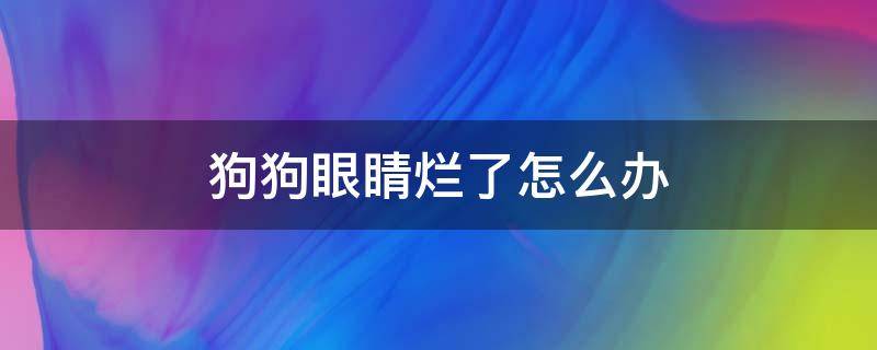 狗狗眼睛烂了怎么办（狗狗眼睛烂掉了怎么办在农村）