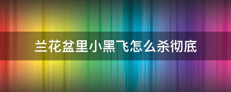 兰花盆里小黑飞怎么杀彻底 花盆里的小黑飞怎么灭