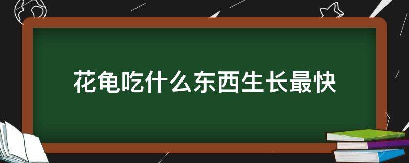 花龟吃什么长得快 花龟吃什么东西生长最快