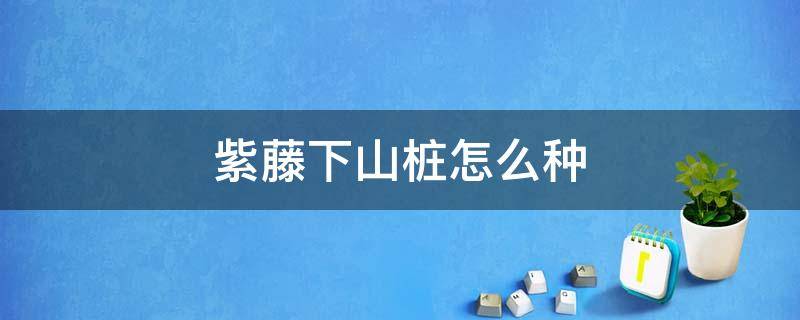 紫藤下山桩怎么种 紫藤下山桩地栽