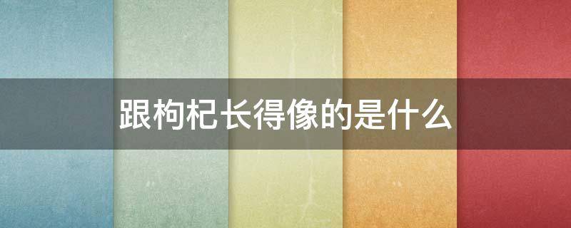 跟枸杞长得像的是什么 枸杞和什么长得像