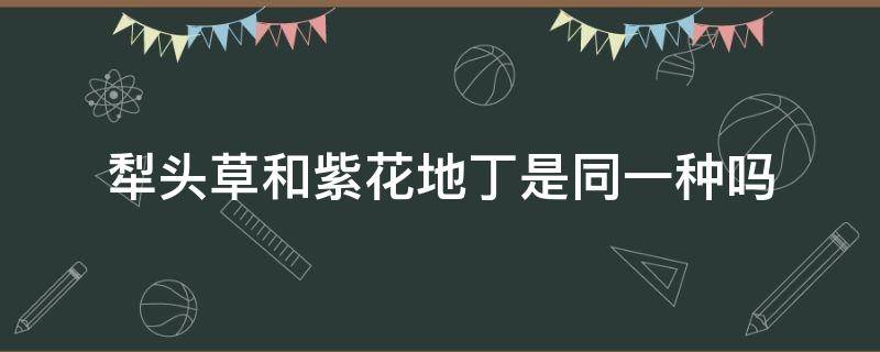 犁头草和紫花地丁是同一种吗 铧头草和紫花地丁是不是同一种植物