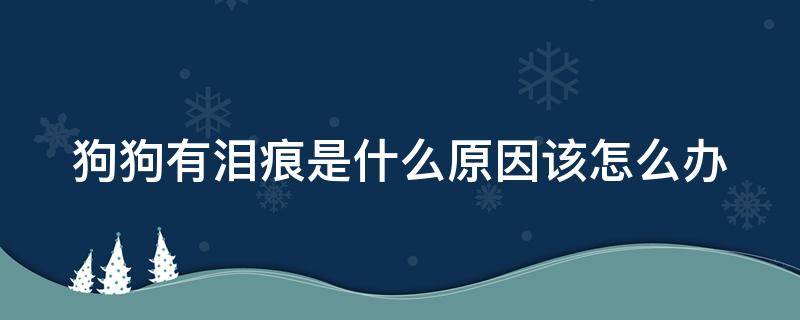 狗狗有泪痕是什么原因该怎么办 狗狗有泪痕怎么回事?