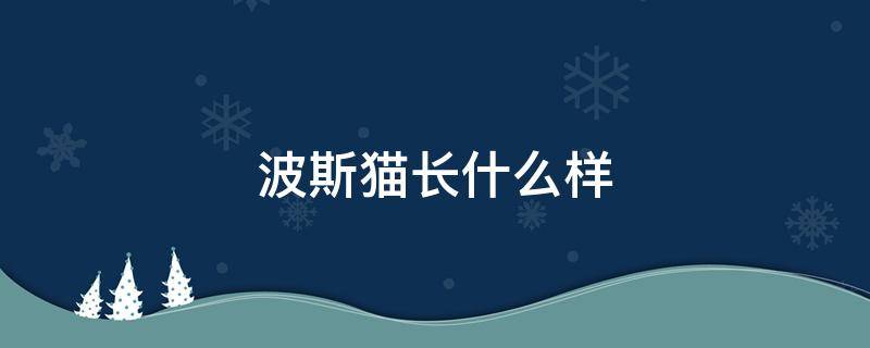 波斯猫长什么样 波斯猫长什么样子图片 可爱